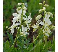 6 x Dictamnus Albus 'Albiflorus' - Perenni Vaso 9cm x 9cm