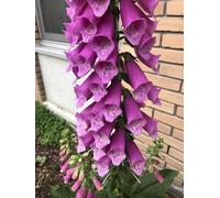 6 x Digitalis purpurea - Digitale comune - vaso 9x9 cm