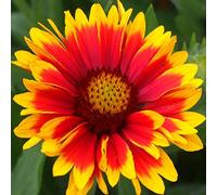 6 x Gaillardia 'Arizona Sun' - Perenni Vaso 9cm x 9cm