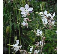 6 x Gaura Lindheimeri - Perenni Vaso 9cm x 9cm