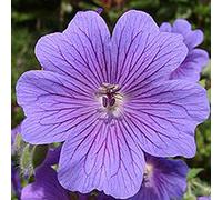 6 x Geranium Magnificum - Perenni Vaso 9cm x 9cm