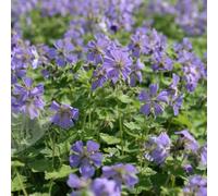 6 x Geranium 'Rozanne' - Perenni Vaso 9cm x 9cm