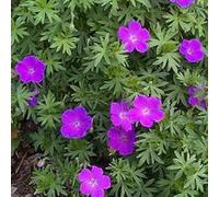 6 x Geranium Sanguineum 'Max Frei' - Perenni Vaso 9cm x 9cm