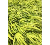 6 x Hakonechloa macra ‘All Gold’ - Erba ornamentale giapponese dorata - vaso 9x9 cm