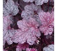 6 x Heuchera Plum Pudding - Perenni Vaso 9cm x 9cm