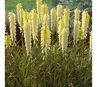 6 x Kniphofia 'Little Maid' - Perenni Vaso 9cm x 9cm