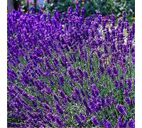 6 x Lavandula Angustifolia 'Dwarf Blue' - Lavanda Dwarf Blue Vaso 9x9cm - Lavanda Compatta con Fiori Blu