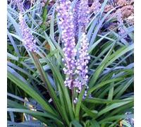 6 x Liriope Muscari 'Ingwersen' - Perenni Vaso 9cm x 9cm