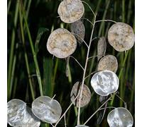 6 x Lunaria Annua - Perenni Vaso 9cm x 9cm