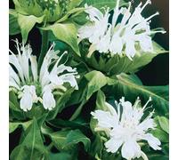 6 x Monarda 'Schneewittchen' - Perenni Vaso 9cm x 9cm