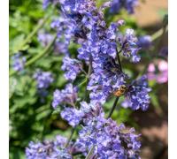 6 X Nepeta 'Six Hills Giant' - 10-25 cm - Ø 9 cm