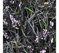 6 x Ophiopogon Planiscapus 'Niger' - Perenni Vaso 9cm x 9cm