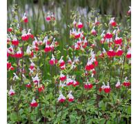 6 x Salvia Microphylla 'Hot Lips' - Perenni Vaso 9cm x 9cm