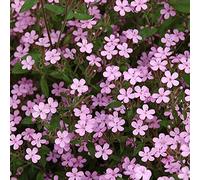 6 x Saponaria Ocymoides - Perenni Vaso 9cm x 9cm