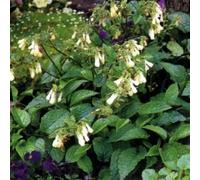 6 x Symphytum Grandiflorum - Perenni Vaso 9cm x 9cm