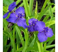 6 x Tradescantia 'Sweet Kate' - Perenni Vaso 9cm x 9cm