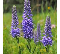 6 x Veronica Spicata - Perenni Vaso 9cm x 9cm