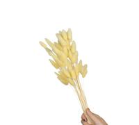 60 code di lepre secche, 59,9 cm, color champagne | 60 code di lepre secche, 59,9 cm, resistenti allo sbiadimento, per la decorazione della casa, fotografia, matrimoni