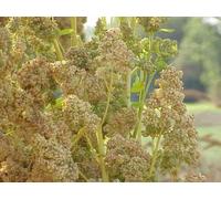 60 graines de QUINOA à semer (Chenopodium Quinoa) G844 SEEDS SAMEN SEMILLAS SEMI