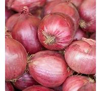 60 graines OIGNON DE ROSCOFF (Allium Cepa RUZ TAN) N109 KERAVEL PINK ONION SEEDS