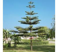 60 pezzi semi araucaria - semi interni esotici Le rocce di giardino sono resistenti