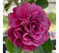 60 pezzi semi di camelia - semi di piccolo per donne, di camelia, giardino giardino resistenti,