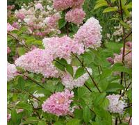 60 pezzi semi di ortensia panoja - semi di ortensia prato, piccolo per donne, selvatici del giardino balcone