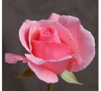 60 PINK ROSE SEEDS : Package Contains seeds