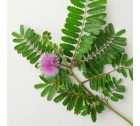 60 Semi di Sensitive (Mimosa pudica) - SemiSelvaggio Permacultura
