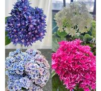 600 pezzi di ortensie semi resistenti - semi di perenne resistenti, giardino giardino balcone balcone, giardino
