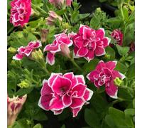 600 pezzi semi di petunia - copertura del suolo resistente, giardino semi balcone giardino interno prato