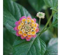 600 pezzi semi resistenti di lantana - semi da balcone, perenne, perenne resistenti, erbácee