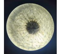 60mm Vero Dandelion IN Trasparente Lucite Resina Fermacarte Scienza Insegnamento