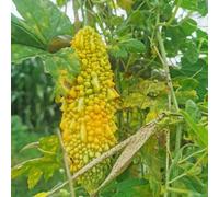 65 pezzi semi di melone amargo piccolo per donne, semi esotici di casa salata balcone resistenti