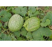 65 semi di zucca asiatica chilacayote con foglia di fico e zucca