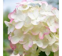 650 pezzi semi di ortensia - di interni esotici, semi perenni resistenti, prato selvaggio perenne