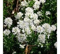 650 pezzi semi resistenti candytuft - da giardino per uomini, insoliti interni giardino balcone, balcone, resistente, semi