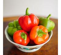 650x Peperone Seed Bulk Verde Rosso Mild Cali Wonder Seeds ONLY