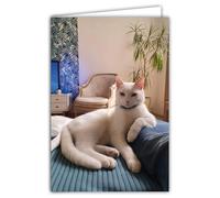 68-4018 - Biglietto fotografico con gatto bianco animale, carino e riposo, formato chiuso, 17 x 11,5 cm, interno bianco per scrivere il tuo messaggio, consegnato con una busta, creato e fabbricazione