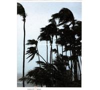 6th Caribbean Biennal: No. 6