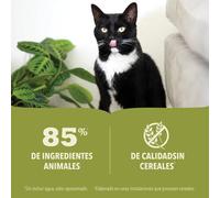 Acana - Paté al Tonno e Pollo da 85g
