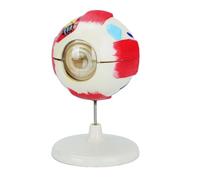 6X ingrandito anatomia umana modello anatomico PVC occhio modello strumento educativo per l'insegnamento e l'educazione scientifica portatile anatomia degli occhi educativo