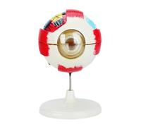 6X ingrandito bulbo oculare umano anatomia modello anatomico PVC Eye Model strumento educativo per l'insegnamento e l'educazione scientifica ingrandita dimostrazione dell'occhio umano