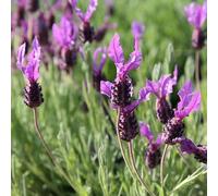 6x Lavanda farfalla 'Papillon' - Lavandula stoechas 'Papillon' - Vaso 9x9 cm - lavanda ornamentale fiori viola giardino