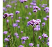 6x Verbena bonariensis - Verbena bonariensis - Vaso 9x9 cm - perenne rustica pianta per api giardino