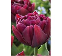 7 Bulbi di Tulipani Alison Bradley | tulipani rosso porpora | tulipani doppi | bulbi autunnali | calibro 11/12 cm | MY PLANTIS | spediti da Italia