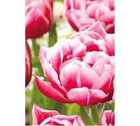 7 Bulbi di Tulipani Columbus | tulipani rosa e bianchi | tulipani doppio a fior di peonia | bulbi autunnali | calibro 11/12 cm | MY PLANTIS | spediti da Italia