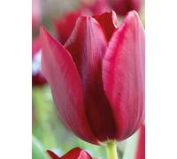 7 Bulbi di Tulipani National Velvet | tulipani rosso viola | tulipani trionfo | bulbi autunnali | calibro 11/12 cm | MY PLANTIS | spediti da Italia