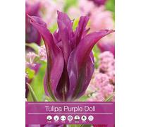 7 Bulbi di Tulipani Purple Doll | tulipani viola | tulipani viridiflora a fior di giglio | Tardivi | bulbi autunnali | calibro 11/12 cm | MY PLANTIS | spediti da Italia