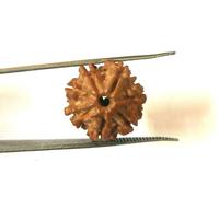 7 Mukhi Rudraksha / Seven Face Rudraksh Nepal Bead Lab Certified 18-20 mm